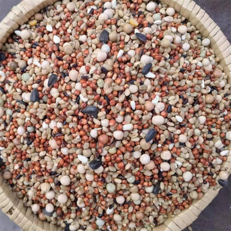 2022年5斤新无玉米鸽子粮食营养饲料鸟食信鸽观赏鸽肉鸽幼鸽