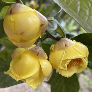 防城金花茶苗 防普金花茶树苗 普通种金花茶树 金花茶 开花大树