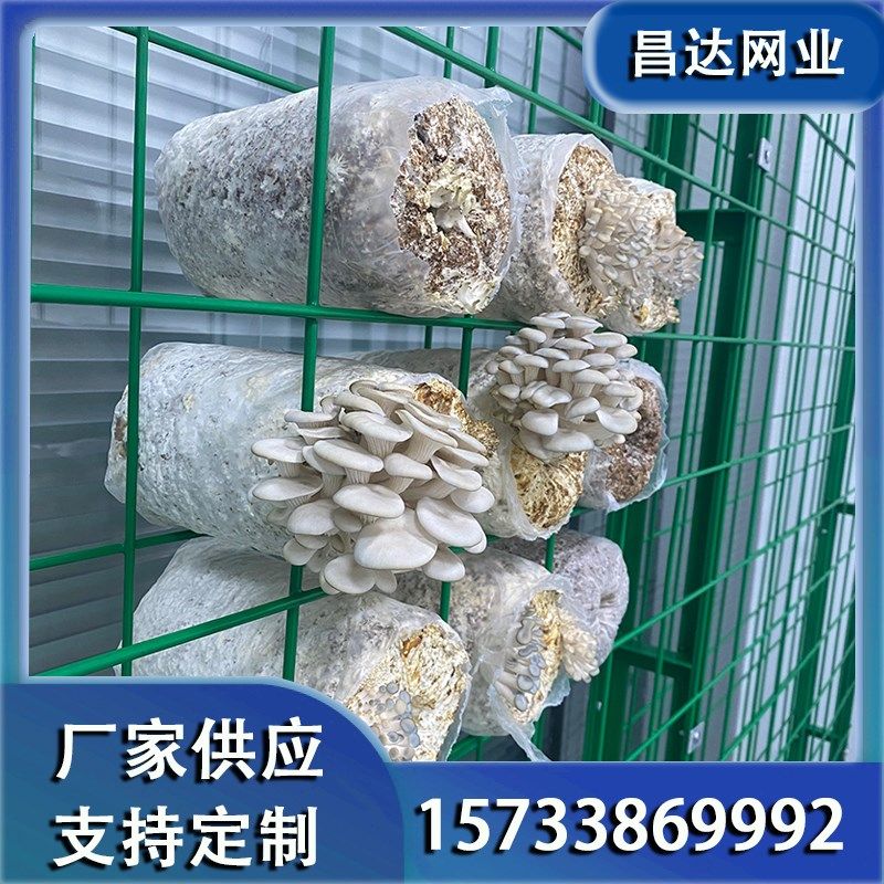 蘑菇菌棒培养架网格架平菇杏鲍菇种植架铁丝网香菇V层架大棚出菇