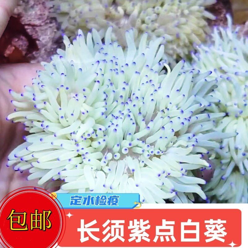 海葵珊瑚a紫点白葵奶嘴观赏海葵长须飘逸软体珊瑚小丑鱼共生海葵