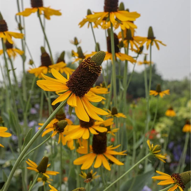 蒲棒菊树苗盆栽观花宿根耐寒背景大花金光菊苗花镜植物搭配地栽花