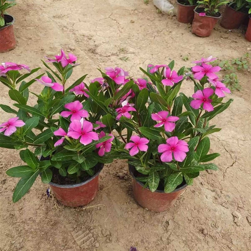 木本长春花盆栽花苗四季梅四季开花多年生阳台庭院天天开