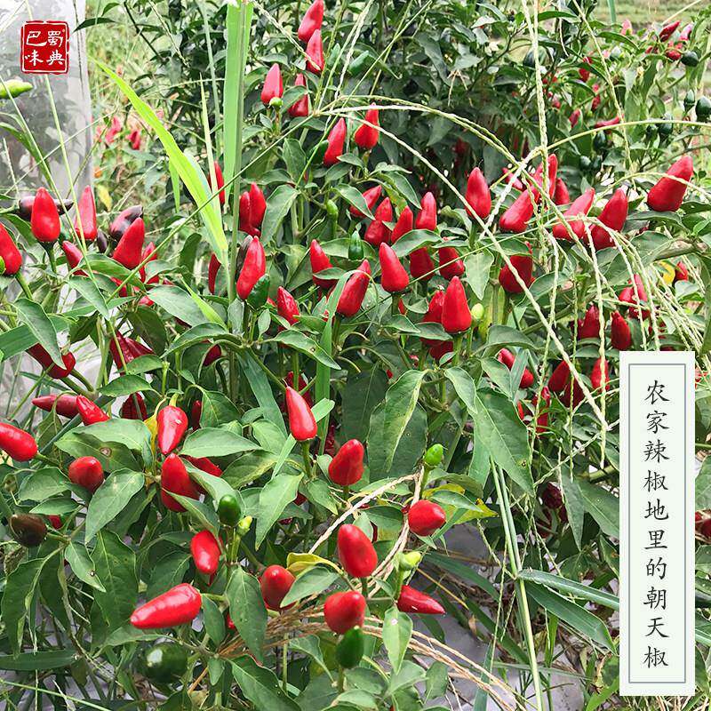 现货中辣特香朝天椒子弹头辣椒农家干 干红辣椒四川干 干辣椒红香