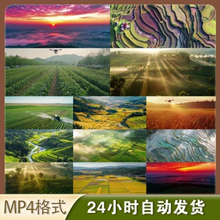 4K高清视频素材乡村振兴水稻梯田丰收空镜生态农业田园纪录片素材