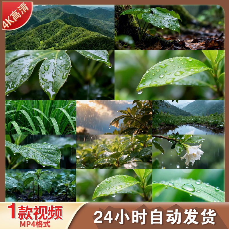 高清森林雨滴河流山水绿叶原创植物生态自然风景视频素材