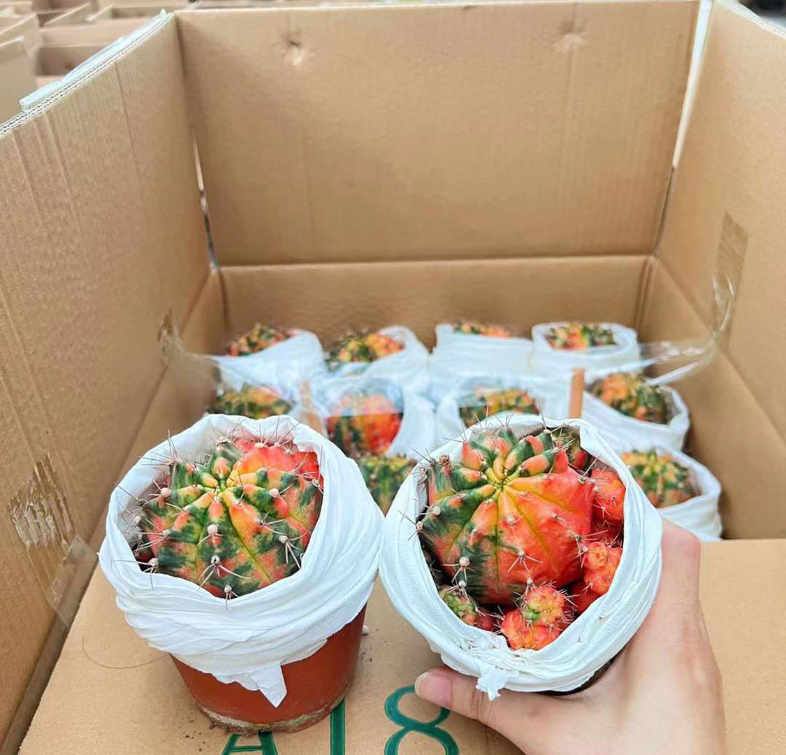 基地直销仙人球多肉植物小盆栽花卉居家绿植 光辉牡丹24装