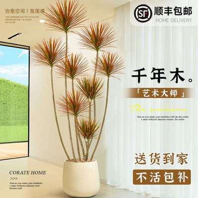 千年木客厅绿植大型植物盆栽室内七彩铁龙血树落地式好养真树