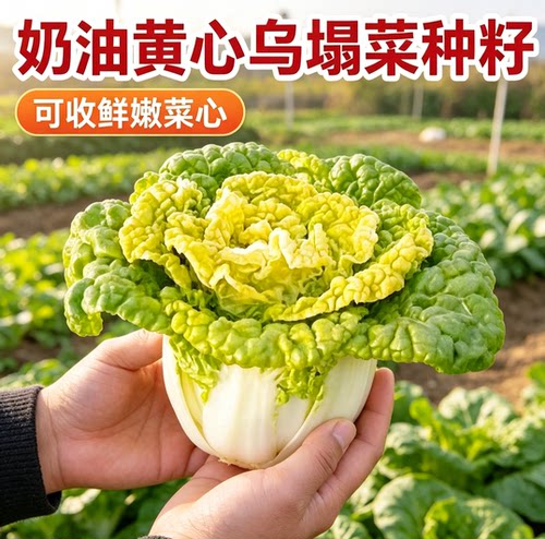 奶油黄心乌塌菜黄玫瑰雪里金花四季耐寒黄心菜菊花心菜秋冬季蔬菜