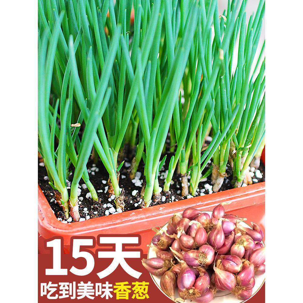 【10天吃小葱！】四季本地小香葱种子正宗老品种香葱籽种盆栽阳台