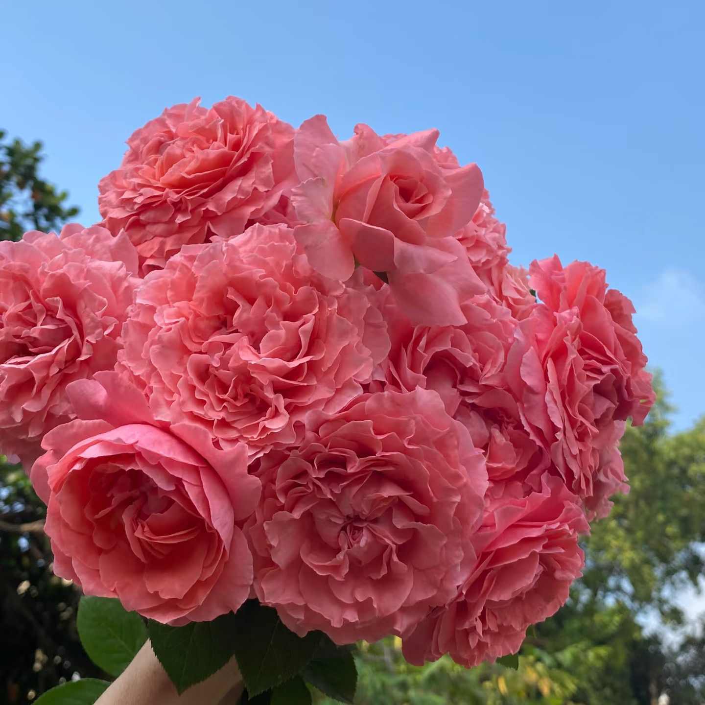 珊瑚果冻月季花苗开花玫瑰四季盆栽花卉爬藤植物藤本蔷薇树苗绿植