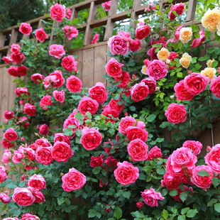 藤本月季大游行花大苗阳台庭院拱门爬藤蔷薇花苗玫瑰花卉大花四季