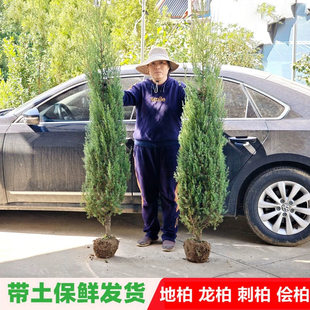 刺柏苗刺松苗松柏树苗柏树苗宝塔松四季常绿耐热耐寒荒山改造