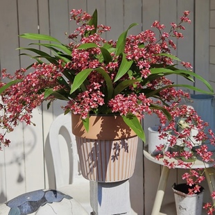 2号精品梦香兰满堂红 160盆