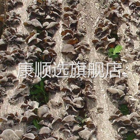 五峰亭福建白背毛木耳朵500g黑木耳又干又脆大朵日晒干货口感脆