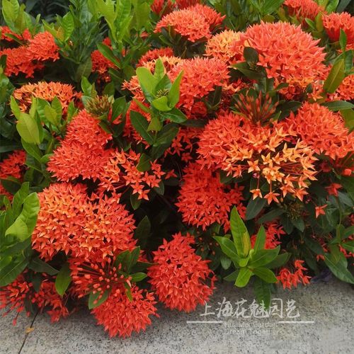 龙船花盆栽耐热室外庭院花园阳台四季开花植物绣球花卉绿植苗好养