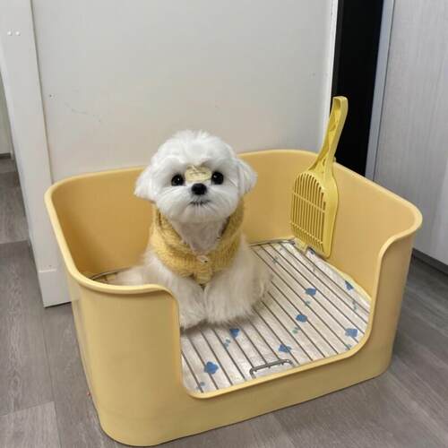 宠物狗厕所小型犬定点上厕所神器高围栏防外溅尿盆马尔济斯狗砂盆