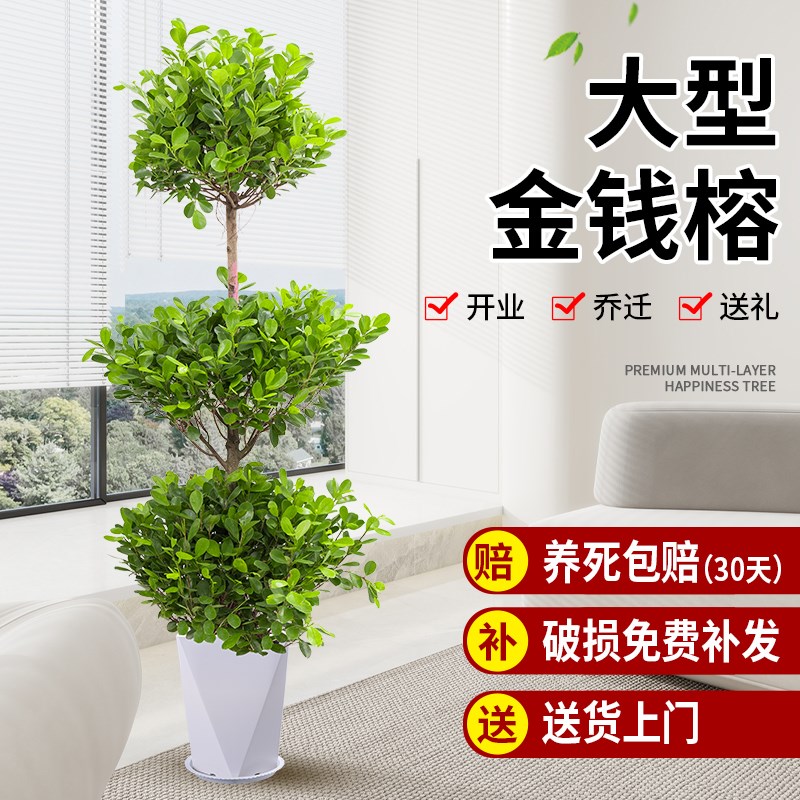 摇钱树盆栽室内庭院大型金钱榕盆景耐热绿植物乔迁送礼招财发财树