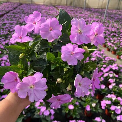 耐高温凤a仙花盆栽阳台窗台花园顶楼露天花卉多年生带花观花植物