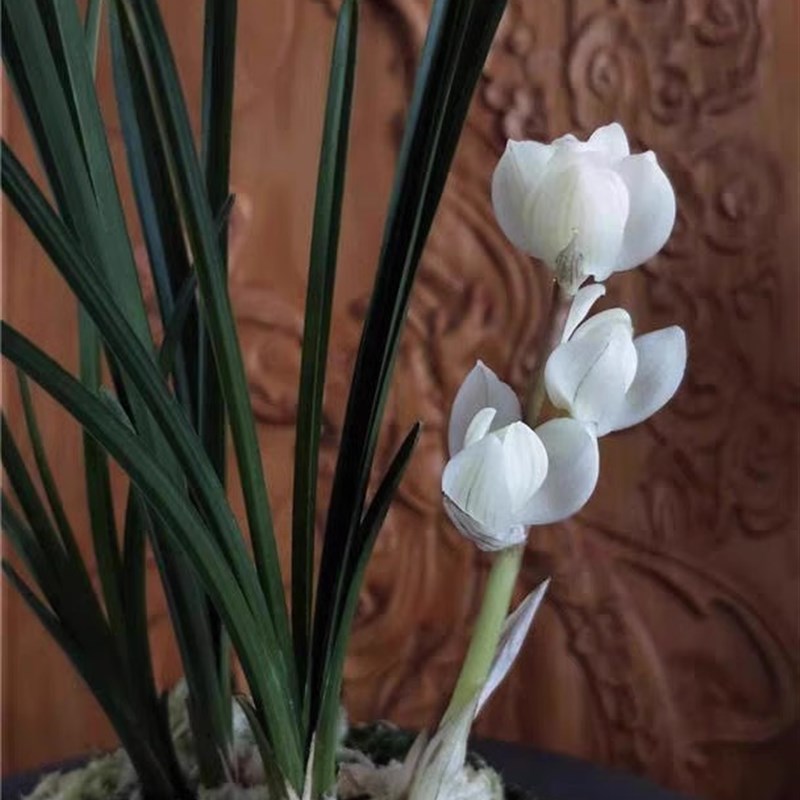 当年开花兰花苗浓香莲瓣兰 素冠荷鼎 阳台绿植花卉自然种植