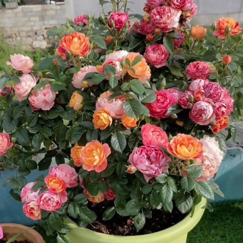 果汁飞溅a月季花大苗盆栽阳台微月条纹型勤花抗病四季开花庭院花