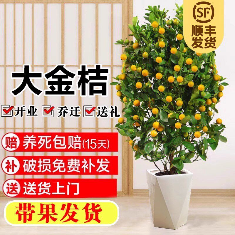 金桔树带果盆栽室内客厅s大树观果植物金橘树苗前台过年绿植年宵