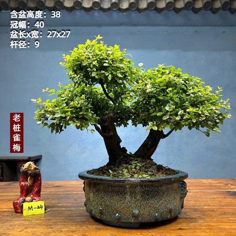一拍矮文人一物双杆老桩雀梅雀梅.盆景霸雀梅