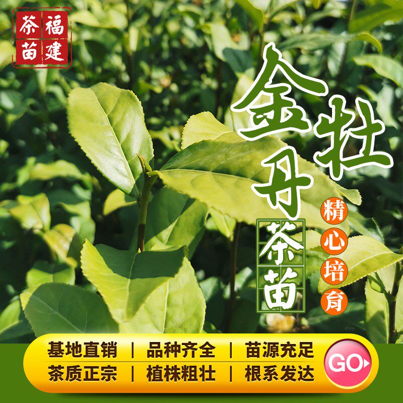 金牡丹茶树苗203梅占福云6号金萱金骏眉乌龙红R茶籽品种广东种植