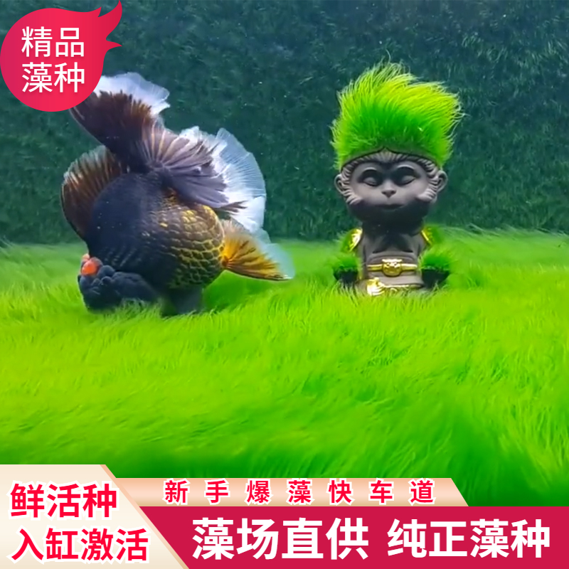 长绒藻短绒藻孢子引种藻种藻源活藻鱼缸造景鱼缸苏虾天Y然绿苔藻