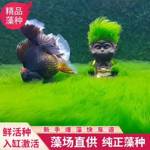 长绒藻短绒藻孢子引种藻种藻源活藻鱼缸造景鱼缸苏虾天Y然绿苔藻