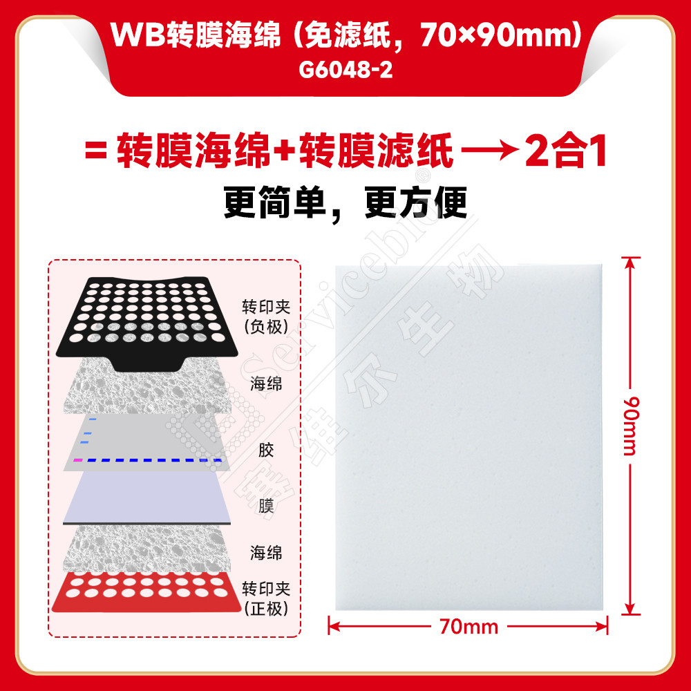 现货 赛维尔生物Servicebio WB转膜海绵（免滤纸，70×90mm） G6048-2 2片（70*90 mm） 科研实验图片
