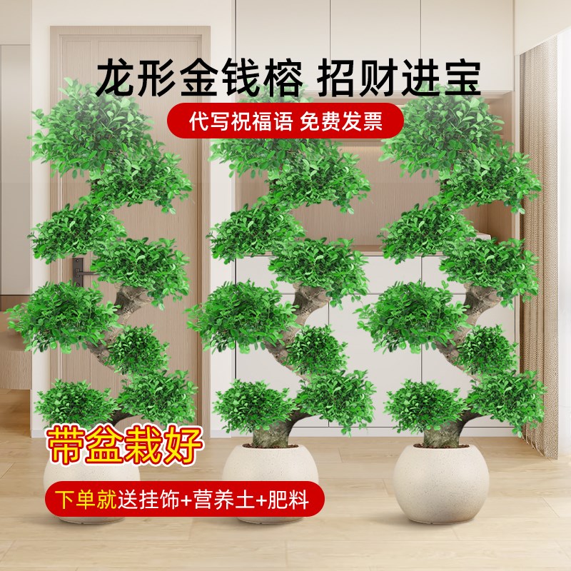 优选金钱榕客厅大型摆件盆栽乔迁旺D宅高级感小叶绿植物发财树盆.