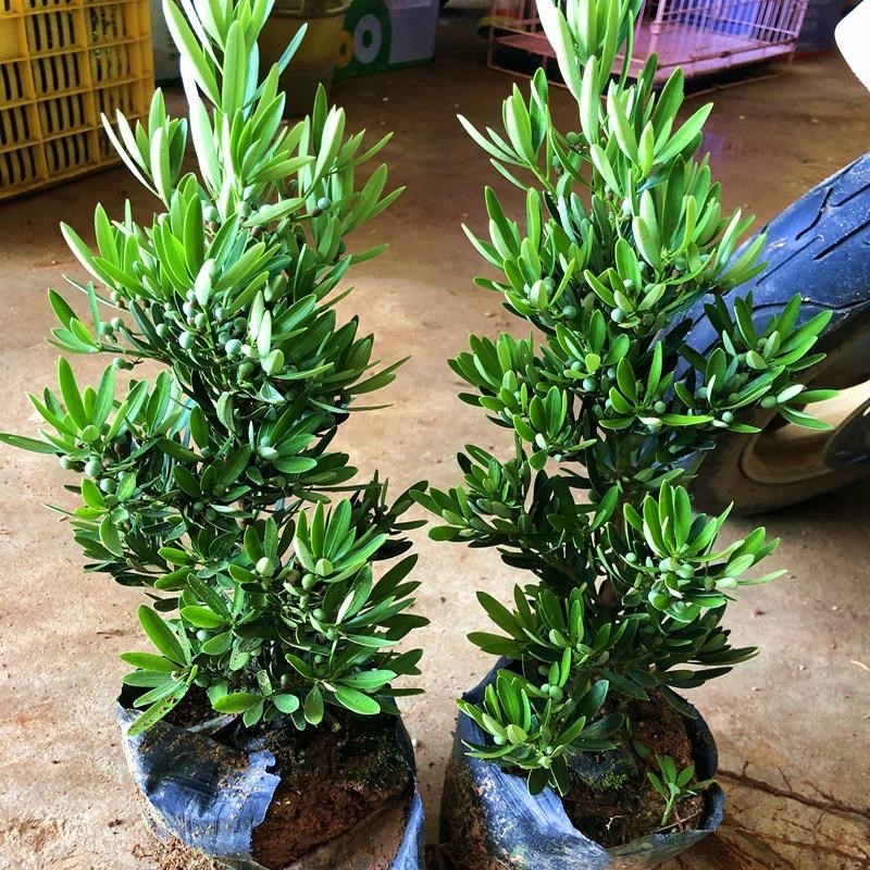 优选菊花心e罗汉松母树四季常绿室内外小盆栽绿植园艺造型盆景树.