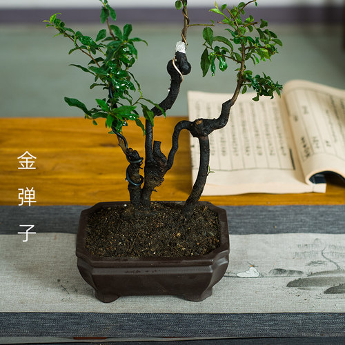四川金掸子造型盆景n桌面绿植观果客厅办公室好养提根小品植物盆