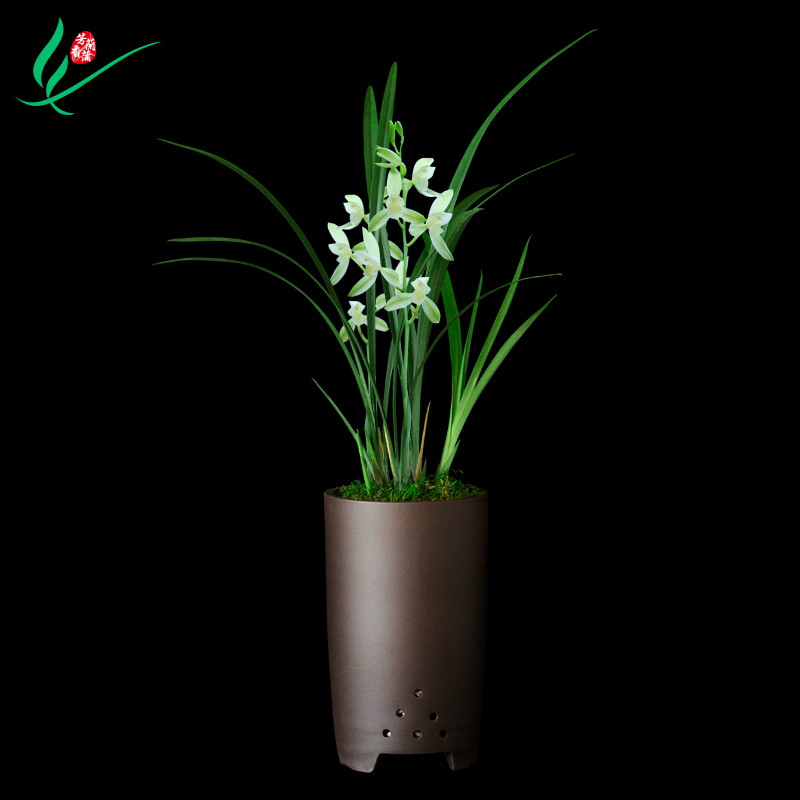 建兰兰花四季福州素荷浓香花卉盆景盆栽土绿带植物花X苞苗名贵芳
