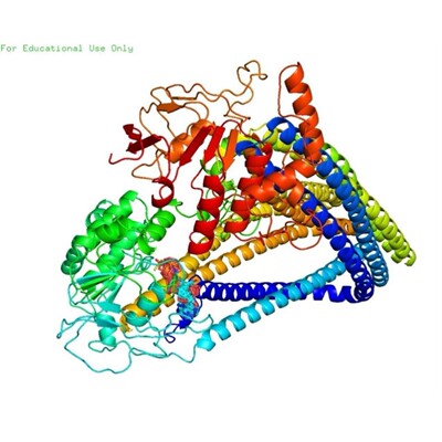 蛋白分子对接Discovery Studio分析3D结构2D结构图PyMOL