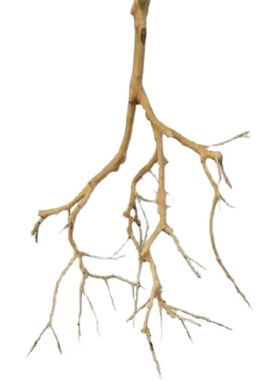 干树枝造景干枝酒店橱设计枯枝真树枝装饰吊灯树枝装饰