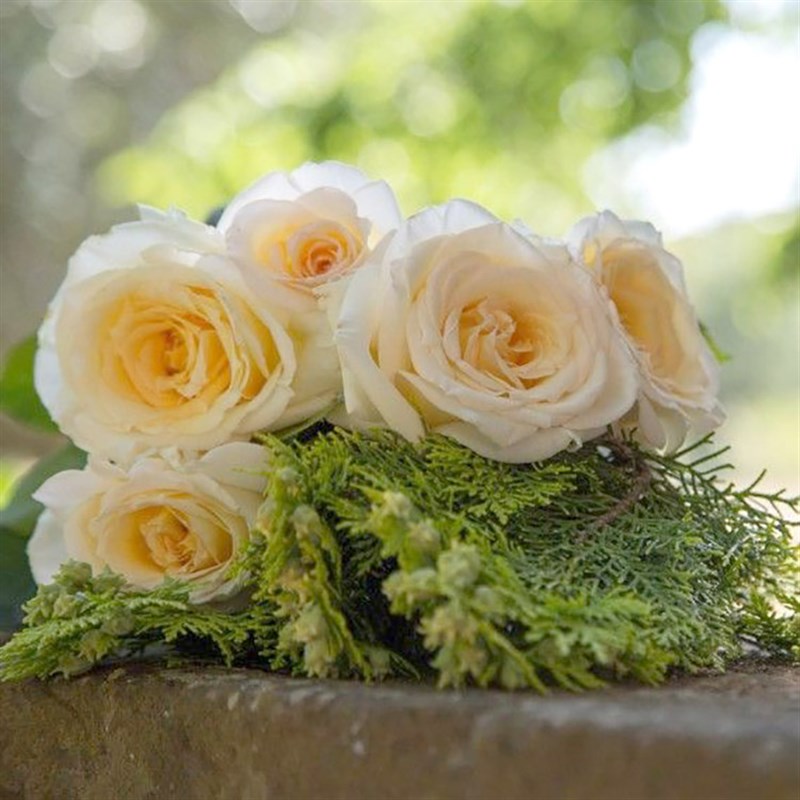 惠惠的花园 大花灌木月季柴可夫斯基抗病四季勤花庭院露台盆栽