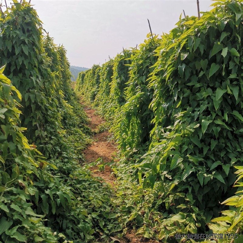 。5-30薯 百部苗 九串根红花种植苗百条根九重根苗新鲜2天内发货
