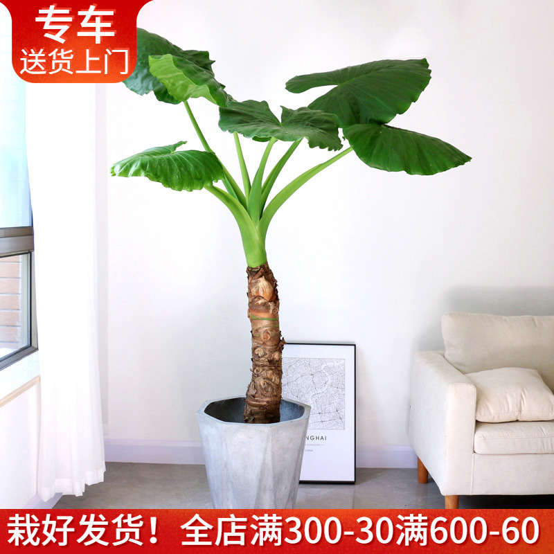 单杆滴水观音盆栽霸王芋大型植物净化空气室内绿植办公室客厅阳台