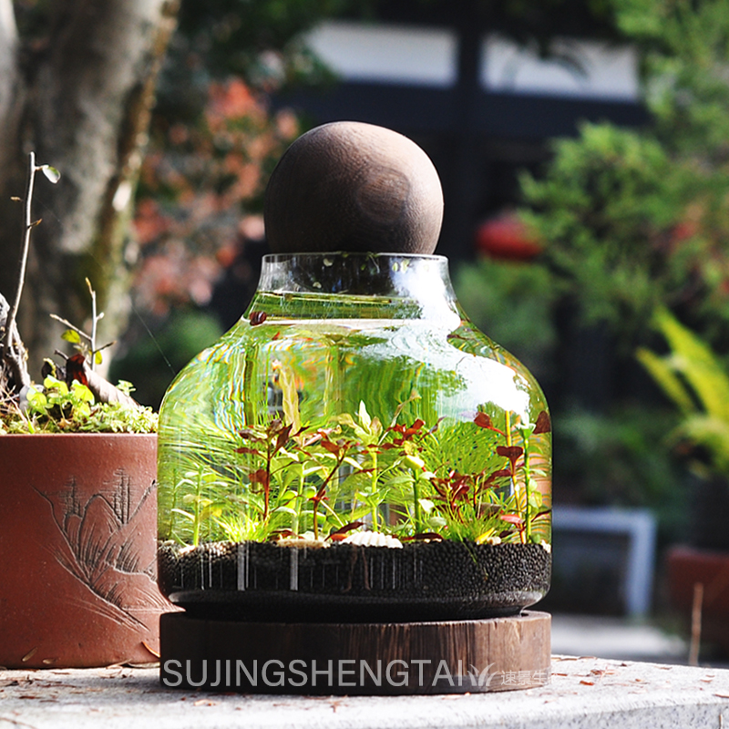 生态瓶大桌面小鱼缸虾螺微景观创意生日情侣礼物DIY作业免换水