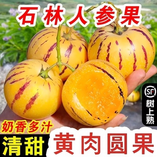 云南石林人参果大果10斤圆果当季新鲜水果包邮黄肉人生果树上熟