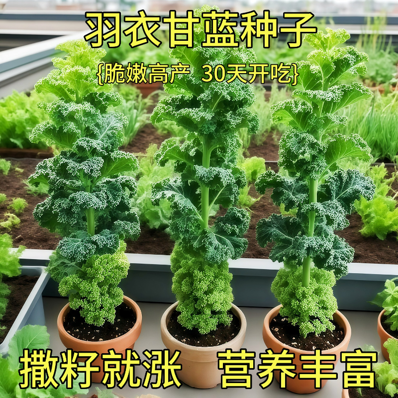 羽衣甘蓝种孑种子紫色蔬菜种籽四季食用耐寒盆栽阳台羽衣甘蓝菜籽