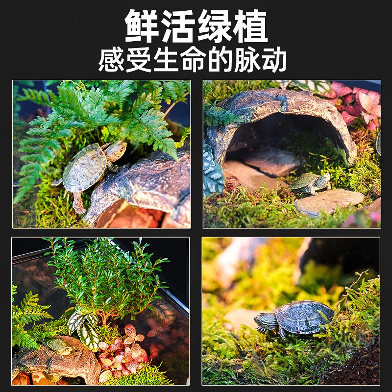 乌龟缸超白玻璃乌龟饲养缸水陆双栖生态干湿分离底部排水龟植共养
