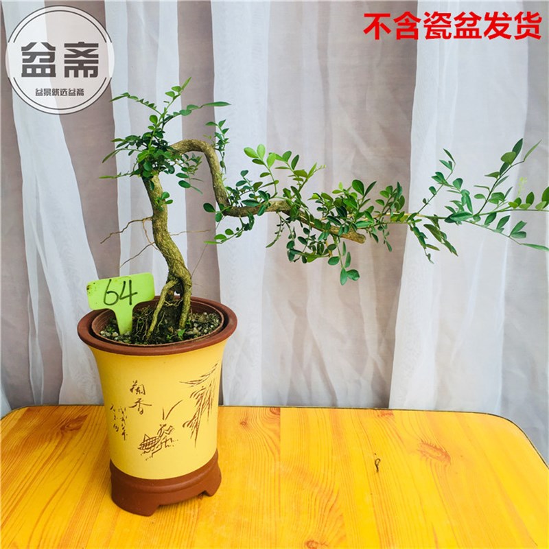 九里香盆景树桩 开花香味十里香七里香悬崖提根阳台庭院熟桩