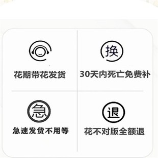 切花小乔 开别墅花卉玫瑰盆栽天狼 绿色渐变淡黄花朵月季 花苗四季