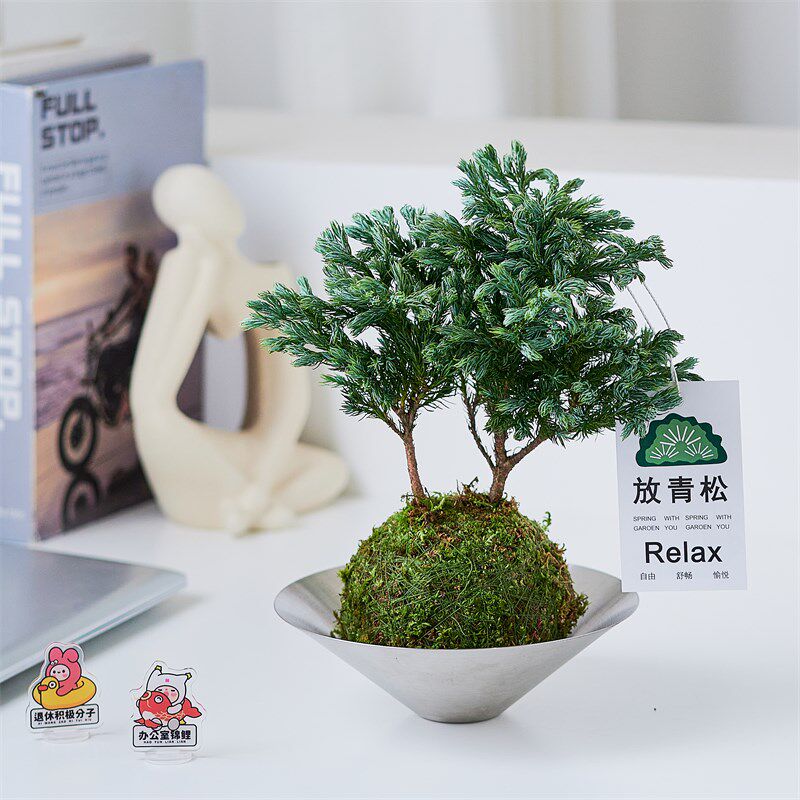 【放轻松】d蓝色瓦松苔藓球盆栽客厅办公室内桌面绿植净化空气