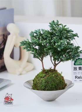 【放轻松】d蓝色瓦松苔藓球盆栽客厅办公室内桌面绿植净化空气
