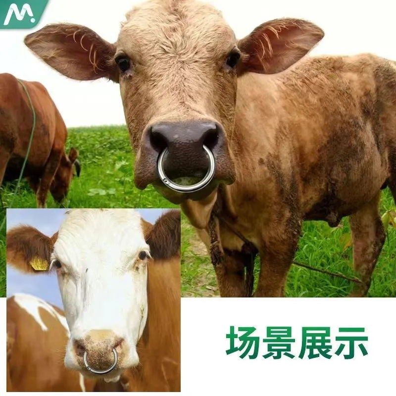 牛鼻圈大号不锈钢牛鼻环拴牛圈牛鼻夹子牵引环牛鼻牵引工具保定器