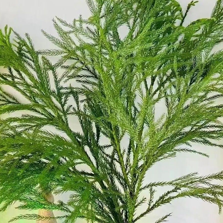 新鲜天竺少女鲜切松树枝水养柳商