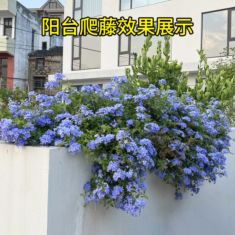 优选花盆栽大苗室内阳台庭院爬藤植物花卉夏季开S花玛格丽特姬小.
